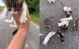 Homem é emboscado por filhotes de gato no meio da estrada
