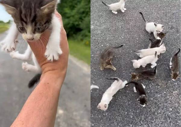 Homem é emboscado por filhotes de gato no meio da estrada