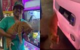 Vídeo de Gato saindo de uma máquina de pelúcias após uma soneca, viraliza nas redes