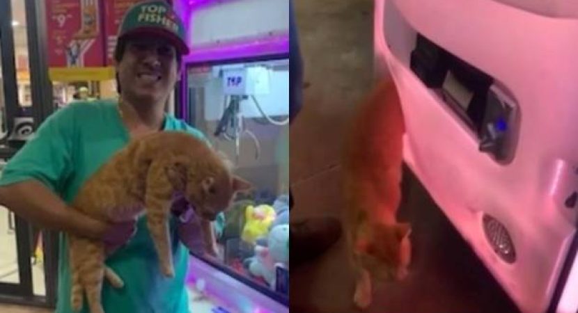 Vídeo de Gato saindo de uma máquina de pelúcias após uma soneca, viraliza nas redes
